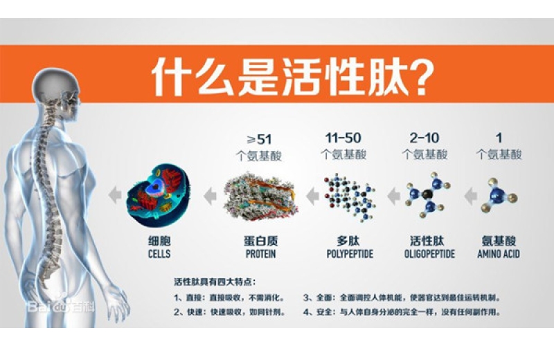 肽，對(duì)身體的十大益處